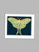 Green Moth - petite greeting card card Madame Treacle 