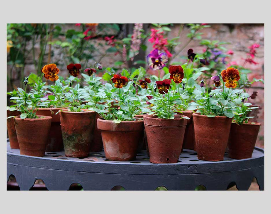 The Flower Yard: Growing Flamboyant Flowers in Containers Books Bookspeed 