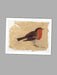 Winter Robin - Blank Card card Orwell Press 