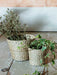 seagrass planter